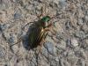 Carabus auratus